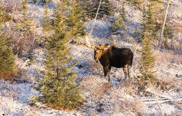 Picture frost, autumn, horns, moose