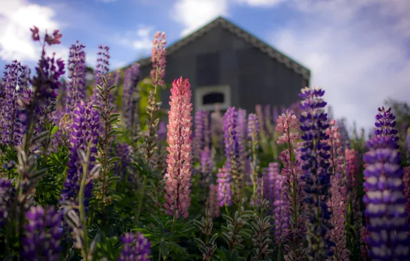 Picture New Zealand, St Bathans, Lupins