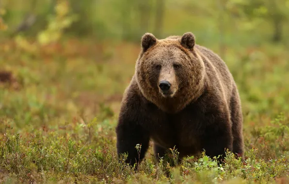 Autumn, look, nature, pose, bear, bear, face, brown