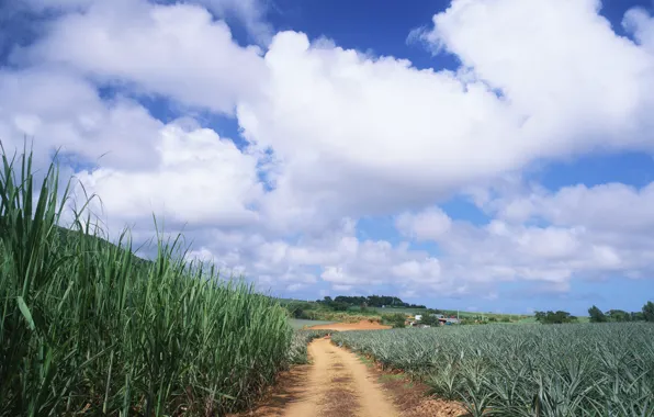 Road, grass, clouds, heaven