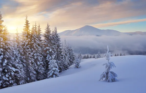 Cold, winter, forest, the sky, the sun, clouds, rays, snow