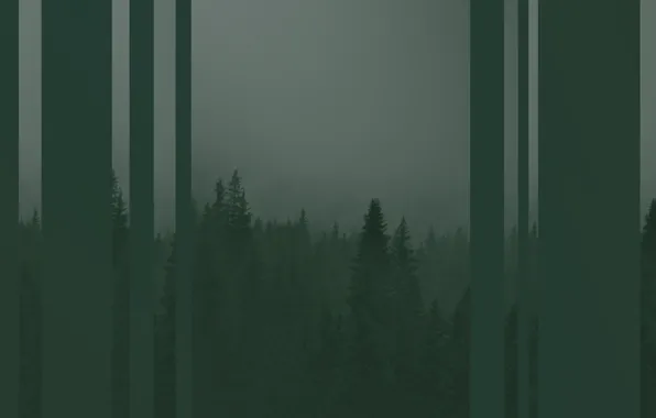 Picture forest, trees, green, strip