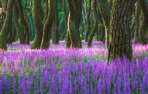 Picture forest, summer, trees, flowers, nature, Park, glade, spring