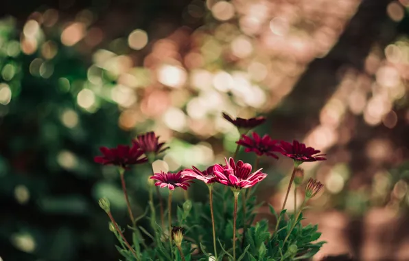 Flowers, nature, red, bokeh