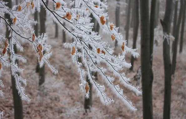 Winter, frost, forest, snow, trees, branches, nature, frost