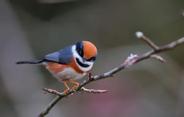 Branches, nature, bird