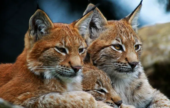 Picture stay, family, wild cats, trio, lynx