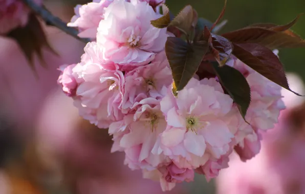 Picture leaves, macro, cherry, branch, spring, Sakura, flowering, flowers