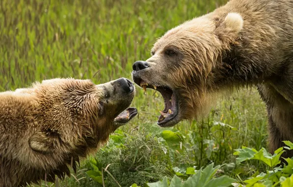 Greens, summer, grass, look, nature, portrait, bear, mouth