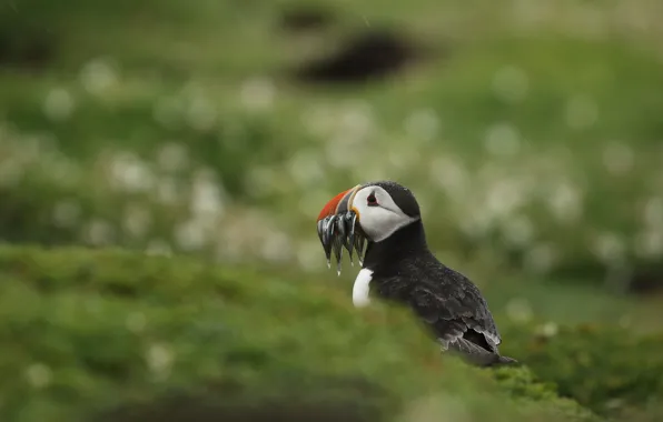 Bird, fish, stalled, catch