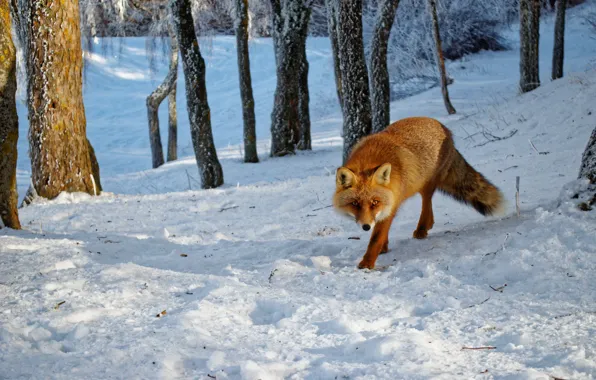 Picture shadow, pose, look, Nast, the snow, light, snow, red