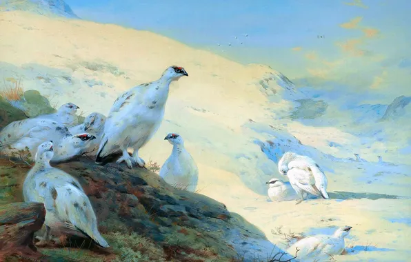 Winter, Snow, Birds, Picture, Archibald Thorburn, Archibald Thorburn,, Scottish painter, Partridges