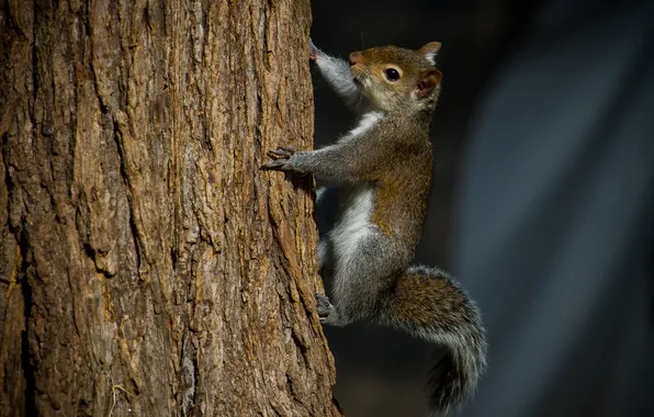 Tree, protein, profile, rodent