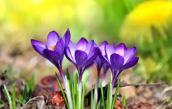 Nature, spring, petals, crocuses