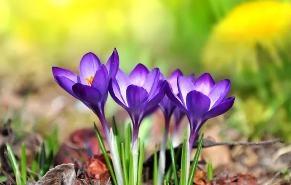 Nature, spring, petals, Krokus