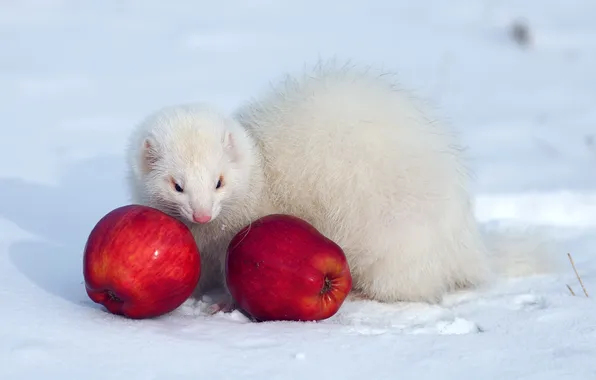 Picture WOOL, RED, SNOW, WHITE, WINTER, APPLES, WEASEL, FERRET