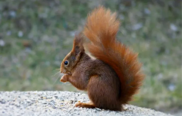 Picture macro, blur, Protein, sitting, squirrel