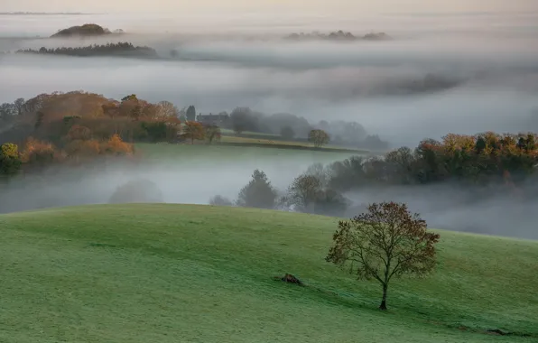 Picture trees, fog, morning, meadow, Devon