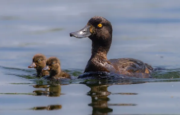 Picture birds, animal, duck-