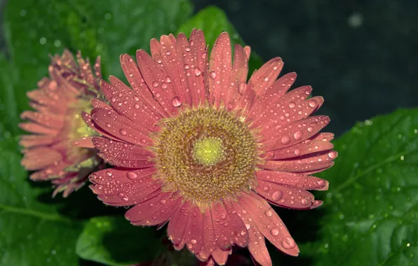 Picture Drops, Pink, Gerbera, Gerbera, Drops