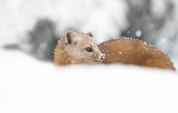 Winter, look, face, snow, the snow, snowfall, marten