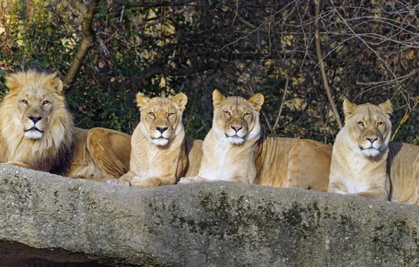 Leo, lions, lioness, pride