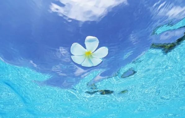 Water, Flower, The Maldives