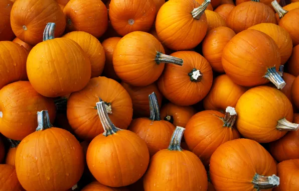 Wallpaper, food, food, pumpkin, wallpaper, vegetables, picture, food