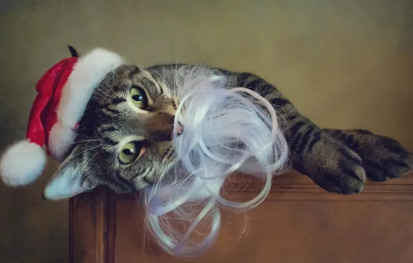 Picture cat, cat, look, pose, style, retro, table, new year