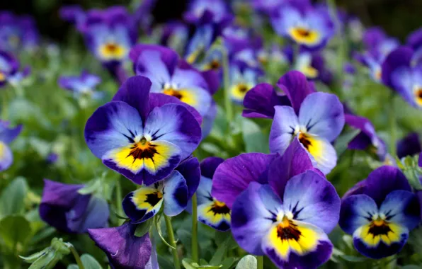 Picture Flowers, Pansy, Pansies