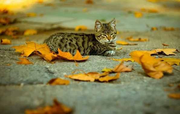 Fallen leaves, tabby cat, on the pavement