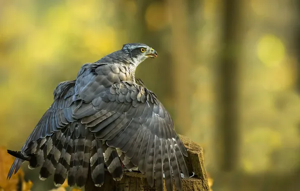 Nature, bird, eagle
