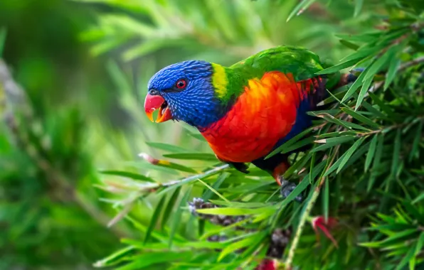 Picture leaves, branches, bird, parrot, Multicolor lorikeet, Rainbow lorikeet