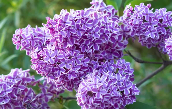 Wallpaper flowers, macro, lilac, flowering, branches, spring