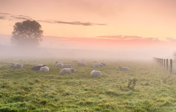 Fog, the fence, sheep, morning