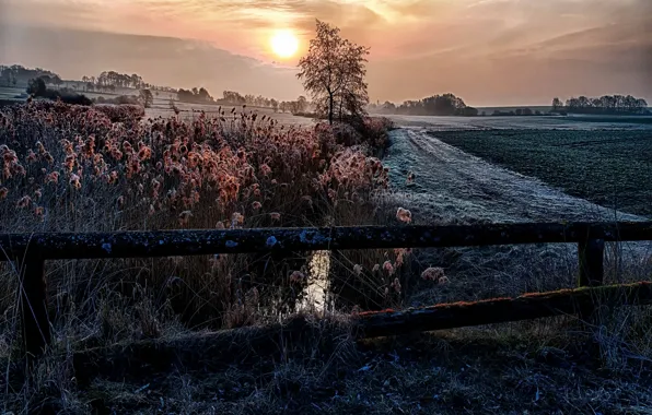 Picture fog, the fence, morning