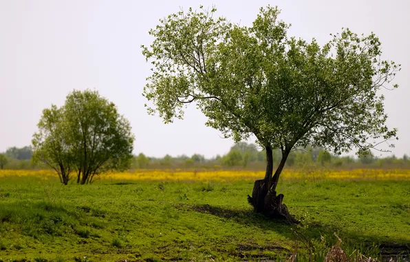 Field, summer, nature, tree