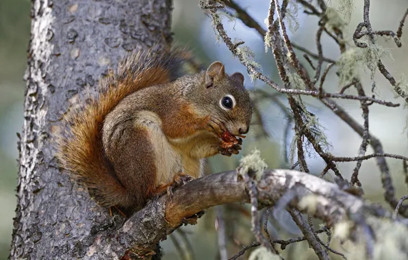 Picture trees, branches, nature, protein, squirrel