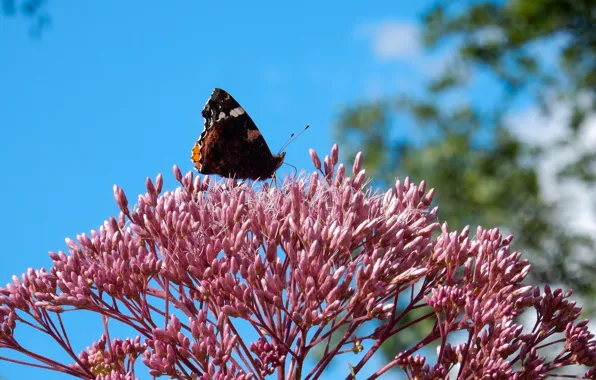 Flower, grass, flowers, widescreen, Wallpaper, butterfly, wallpaper, widescreen