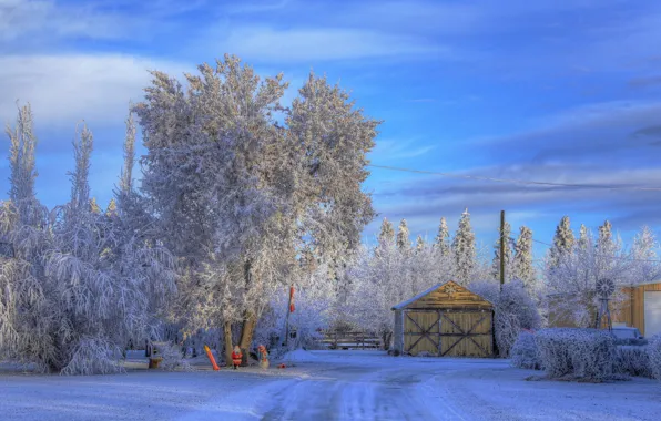 Winter, frost, snow, trees, home