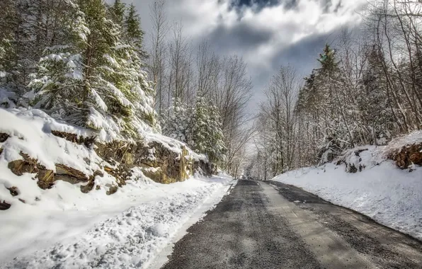 Winter, road, forest