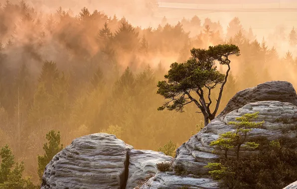 Forest, landscape, mountains, mist