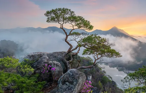 Picture trees, landscape, mountains, nature, fog, stones, vegetation, pine