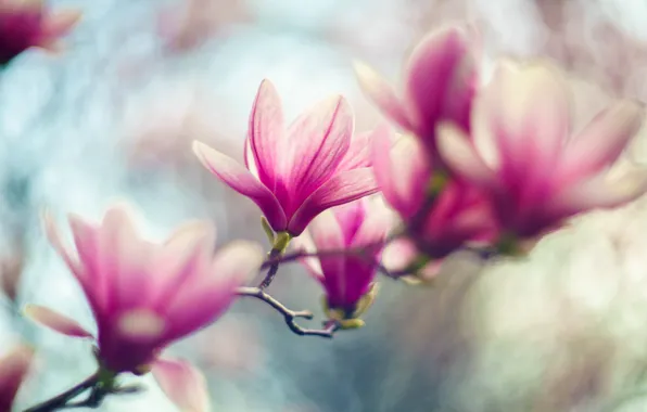 Macro, flowers, branches, blur, spring, pink, buds, flowering