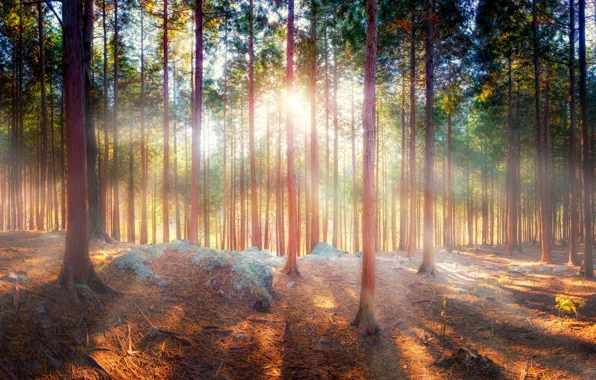 Picture forest, rays, trees, nature, shadow