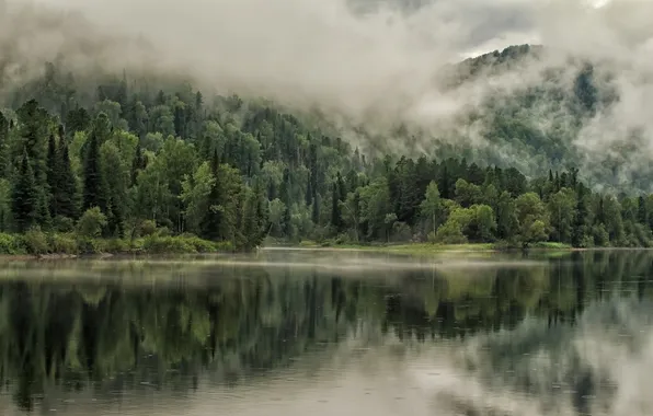 Picture forest, the sky, clouds, trees, landscape, mountains, nature, fog