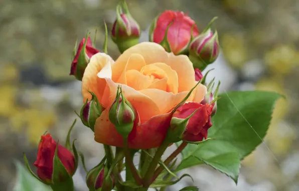 Picture orange, roses, buds