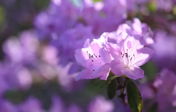 Light, flowers, branch, spring, flowering, lilac, bokeh, Azalea