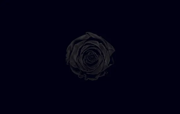 Flower, black background, Black rose
