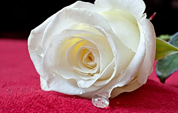 Picture flowers, rose, white